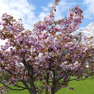 unser Pflegelinie