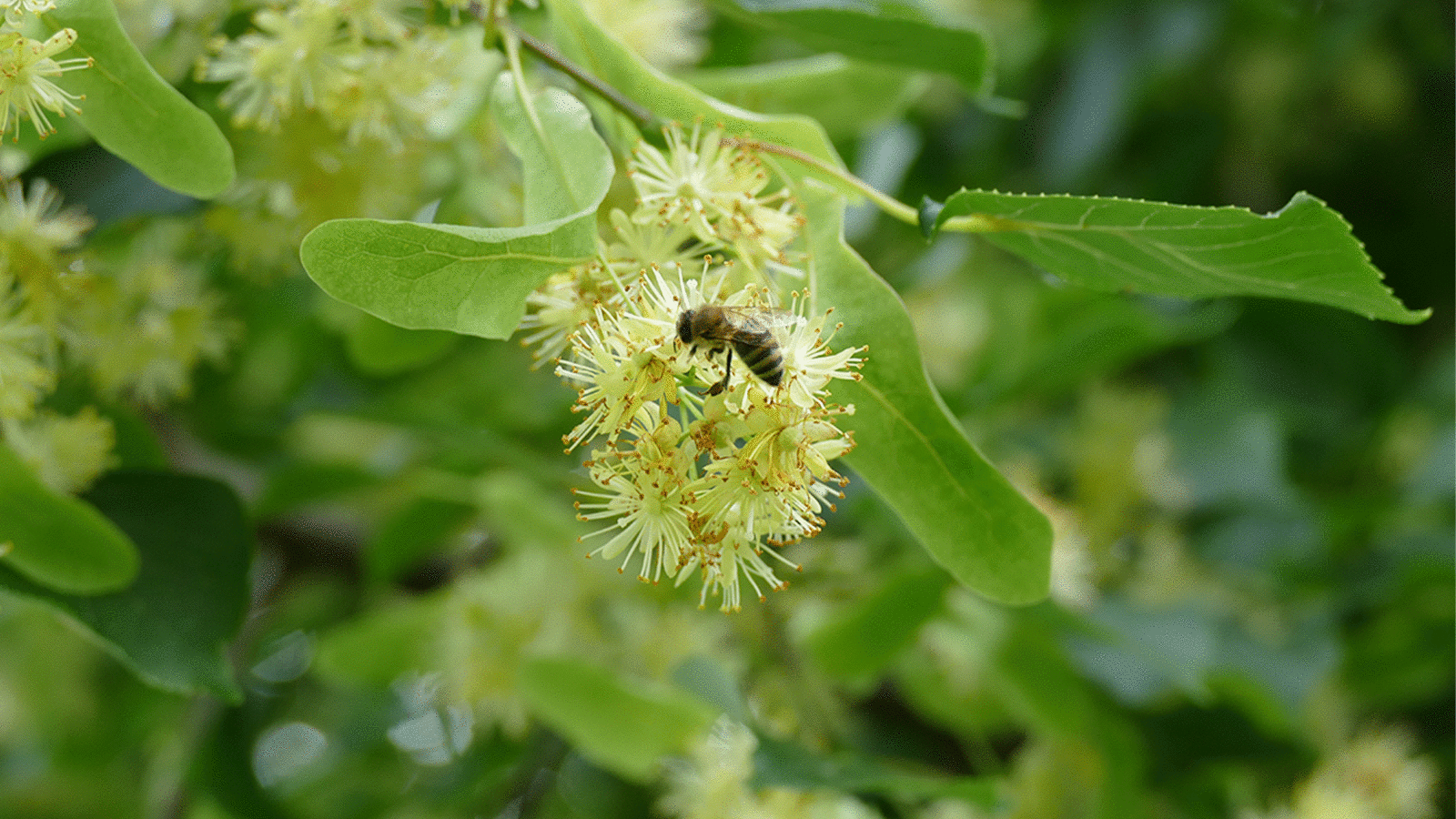 Impression eines gepflegten Garten