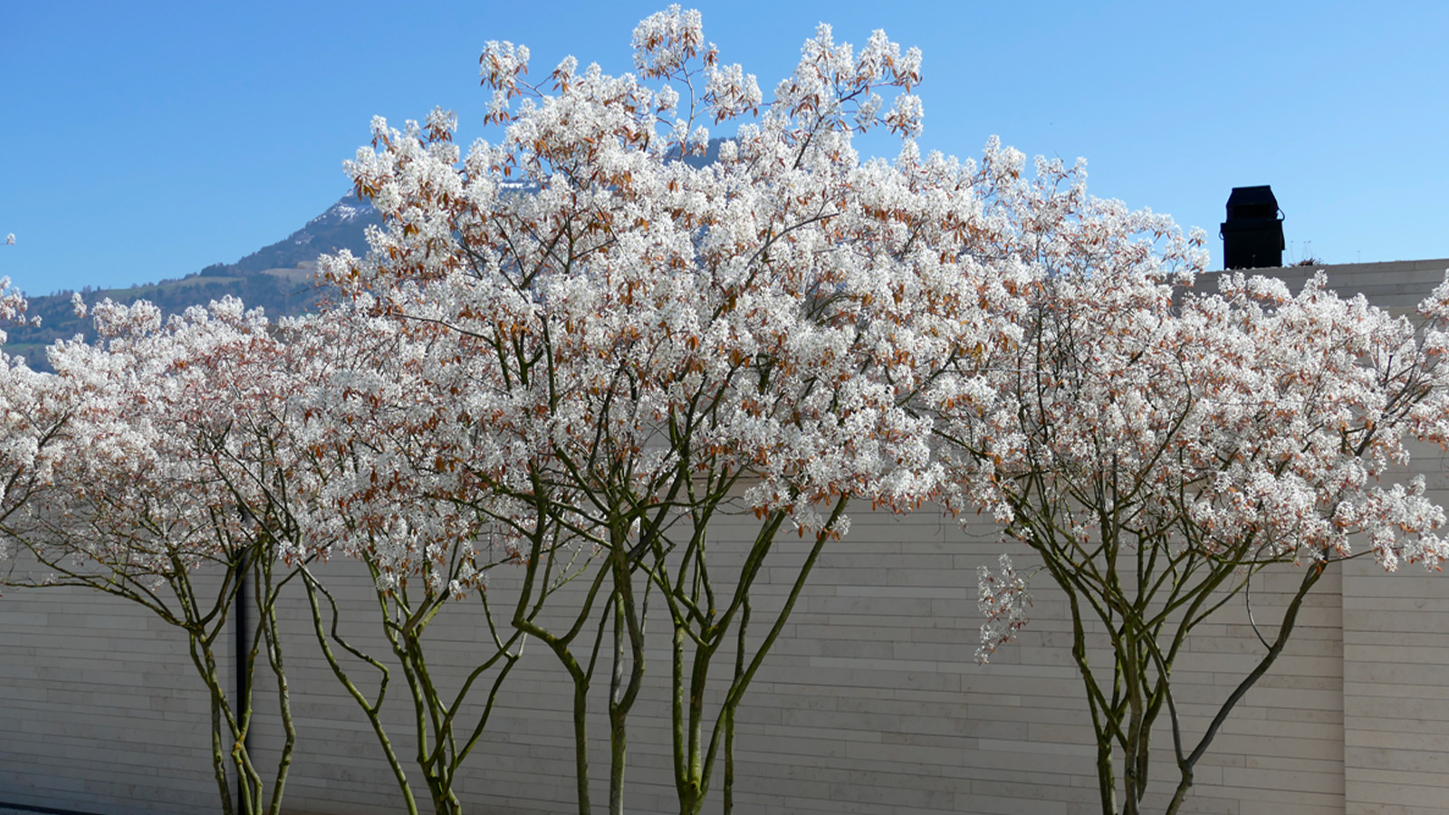 Pflege der Ziersträucher mit dem Gartenabo