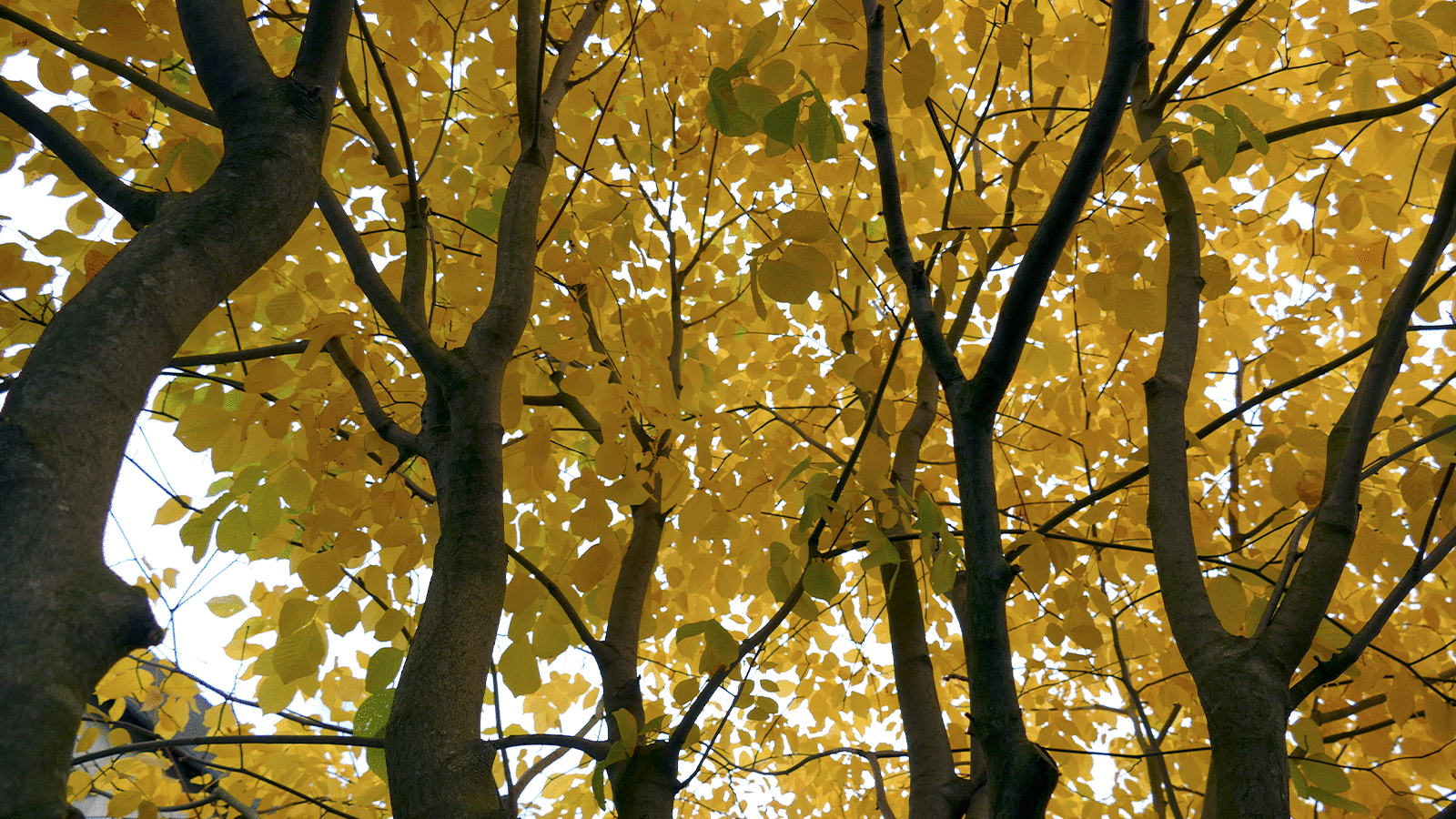 der goldene Herbst in Ihrem Garten